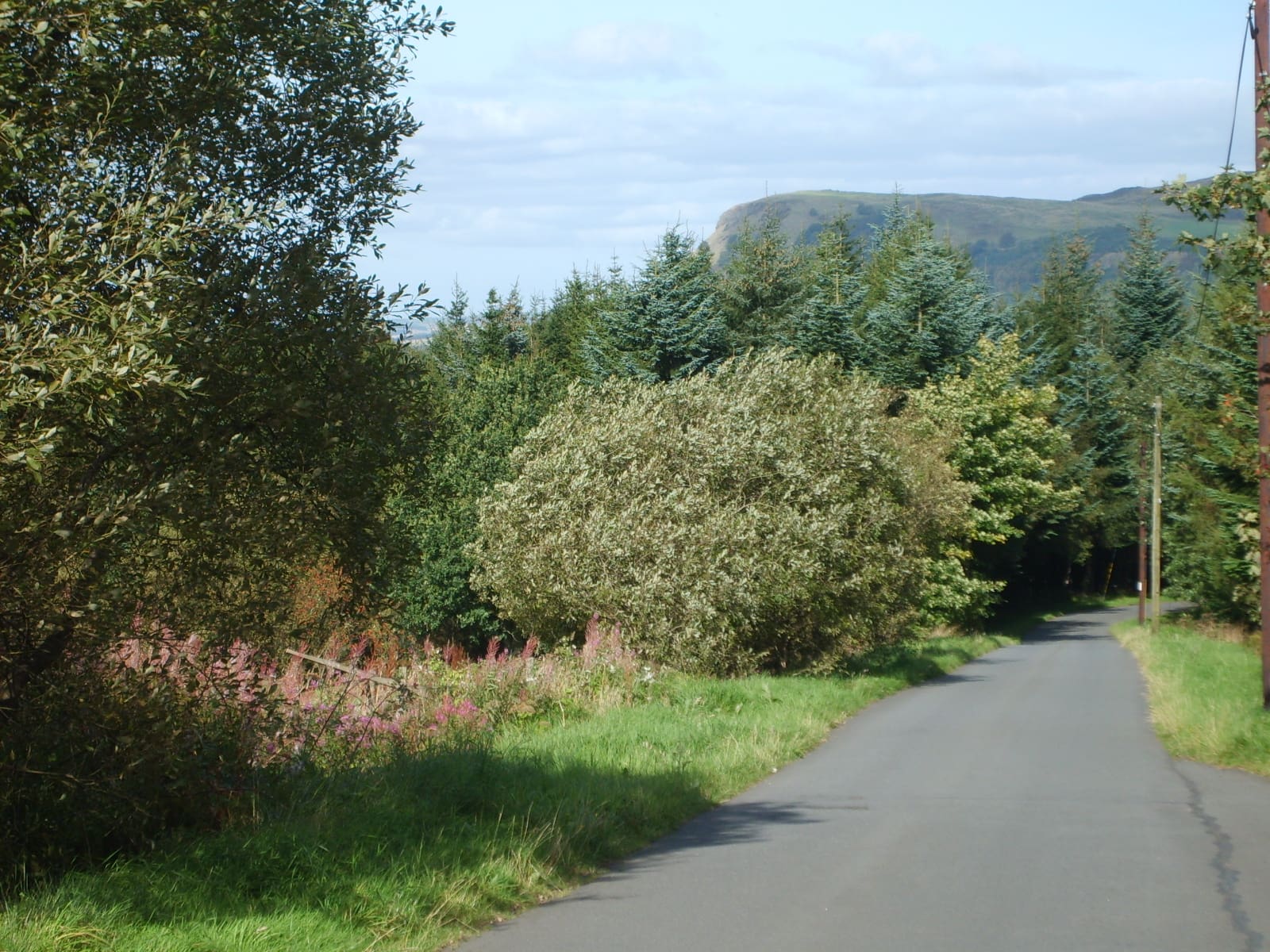 Blairadam Forest and Benarty Hill - geograph.org.uk - 2137690 creepy forest spooky forest haunted forest haunted forests